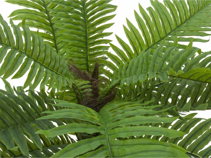 Produktbild Europalms Cycas Palme (70 cm)