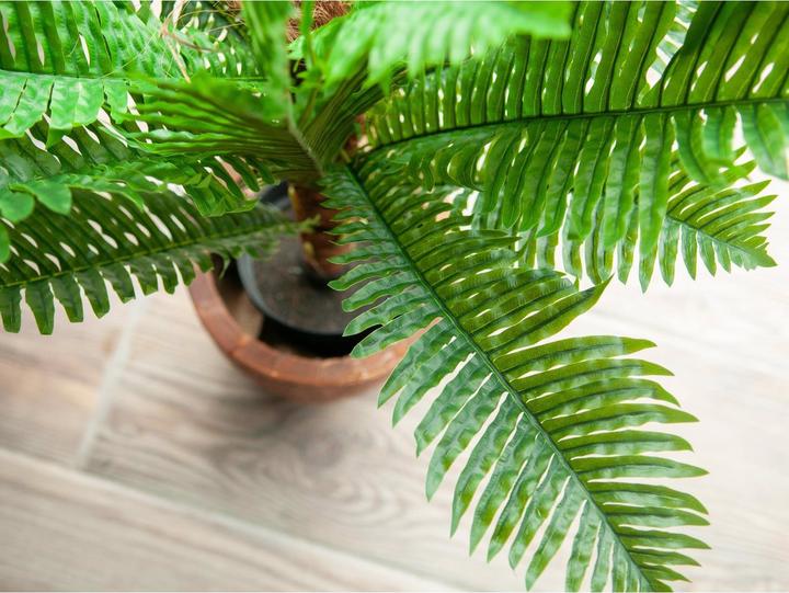 Produktbild Europalms Cycas Palme (70 cm)