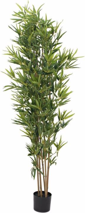 Produktbild Europalms Bambus Deluxe (180 cm)