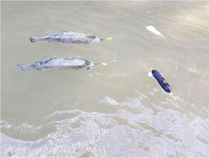 Produktbild Black-Cat Dead Float