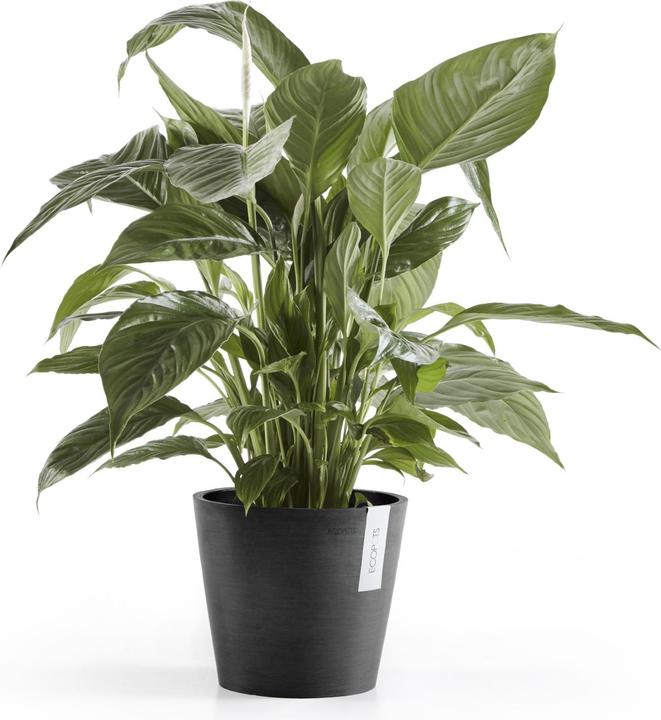 Actual product image Ecopots Amsterdam (20 cm)