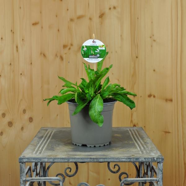 Image du produit Säntispracht Set de 4 fleurs, Silène nutans - Silene nutans Silène nutans (60 cm)