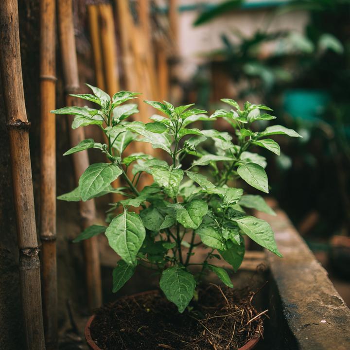 Produktbild Plant in a Box Lycianthes rantonnetii - 6er-Set Nachtschatten (25 cm)