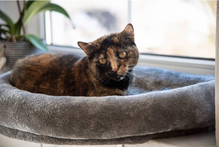 Produktbild Kerbl Fensterliegebett (Katze)