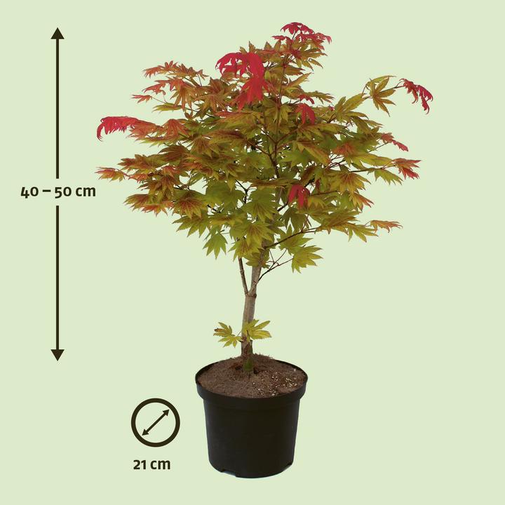 Produktbild Zulauf Japanischer Ahorn / Acer shirasawanum 'Moonrise'® (30 cm)
