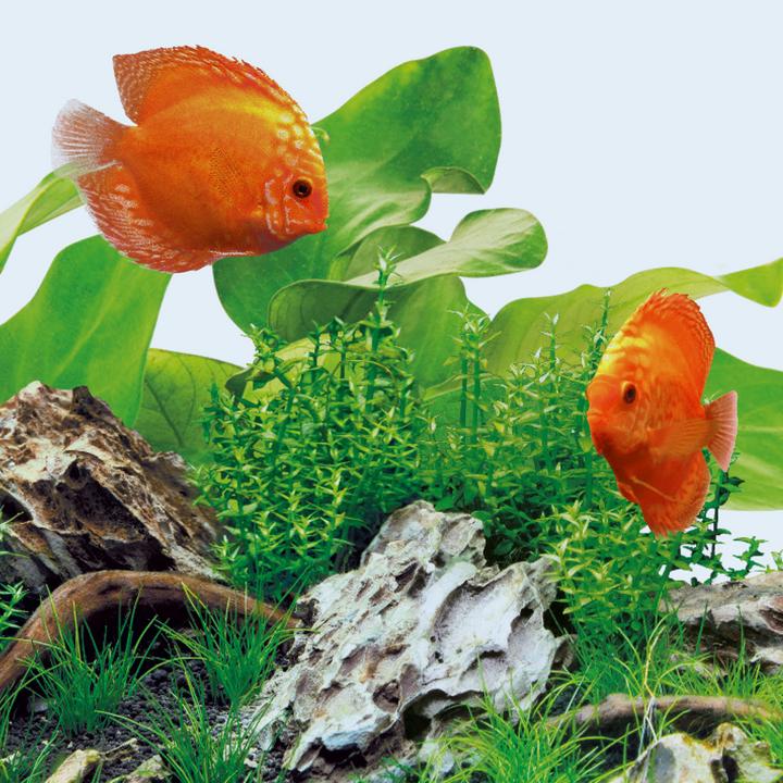 Actual product image Juwel Aquarium Day (LED, 12 W)