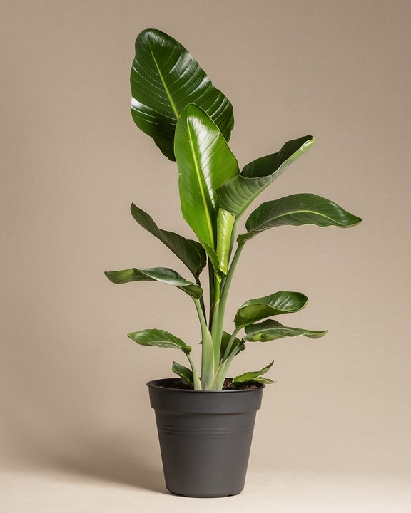Image du produit feey Strelitzie XL (110 cm, Fraîchement rempotés)