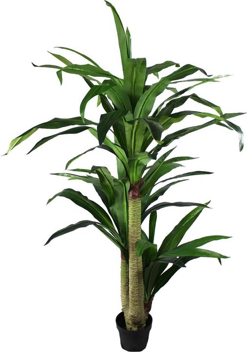 Novidarte Drachenbaum (150 cm)