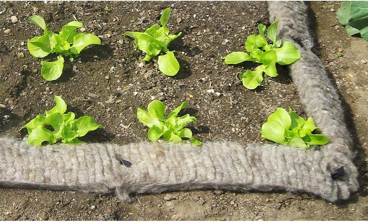 Image du produit Windhager piège à escargots (500 cm)