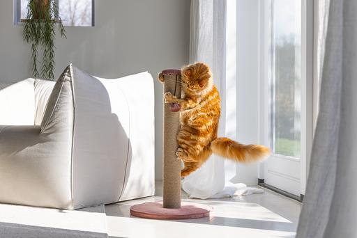 Actual product image Designed by Lotte Scratching post Yenna (70 cm, Rose)