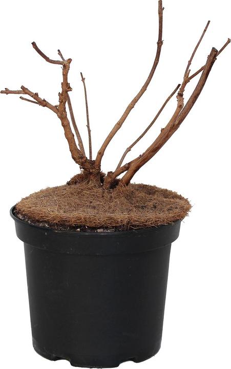 Immagine prodotto Zulauf Mönchspfeffer / Vitex agnus-castus (40 cm)