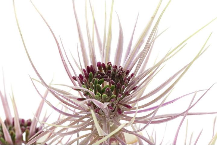 Immagine prodotto DKD Home Decor Decorative Plant Brown Polyethylene Green PVC 40 x 40 x 120 cm (2 Units) (120 cm)