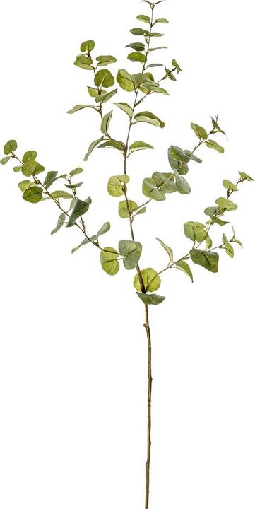 Immagine prodotto pfister Eukalypa