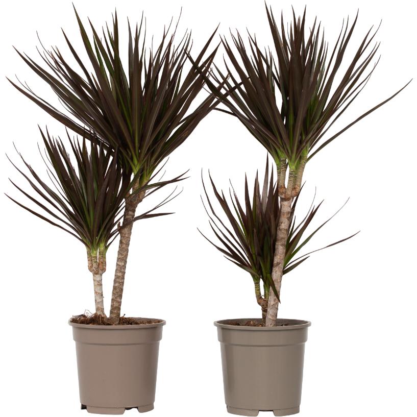 Plant in a Box, Pflanzen, Dracaena Marginata Magenta - 2er Set Drachenbaum (70 cm)