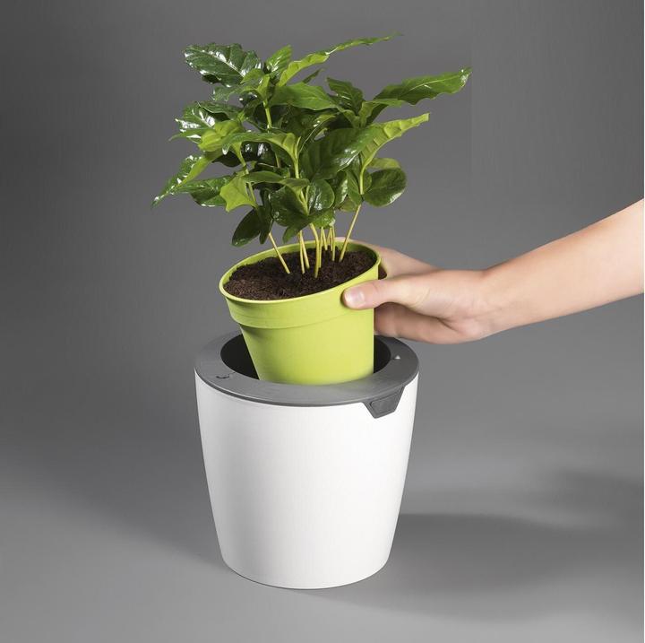 Produktbild Die Höhle der Löwen LazyLeaf