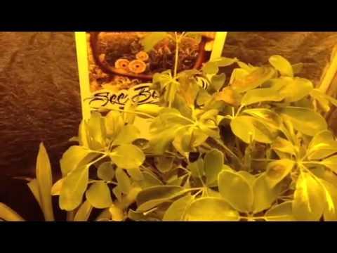 Immagine prodotto Method Seven Occhiali di sicurezza Coup Perfect Color HPS PLUS con custodia