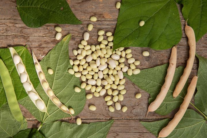 Actual product image Zollinger Bio Runner bean, half-high runner (runner bean) (Seedlings)