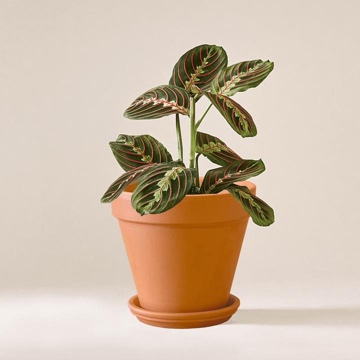 Immagine prodotto Mary and Plants Maranta Leuconeura con vaso di terracotta (30 cm)