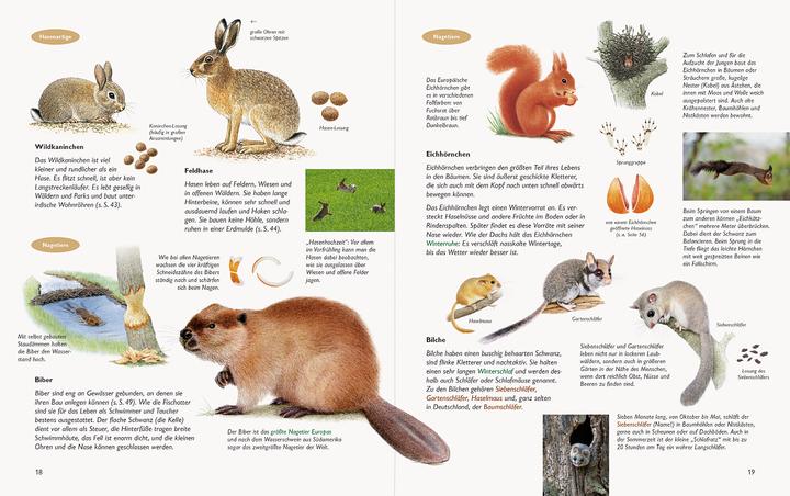 Produktbild Wawra's Naturbuch, Band 1: Säugetiere, Vögel, Reptilien, Amphibien (Deutsch, Johannes Wawra, Ursula Wawra, 2020)