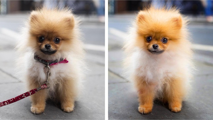 Produktbild Adobe Photoshop & Premiere Elements 2022 (1 User, unbegrenzt)