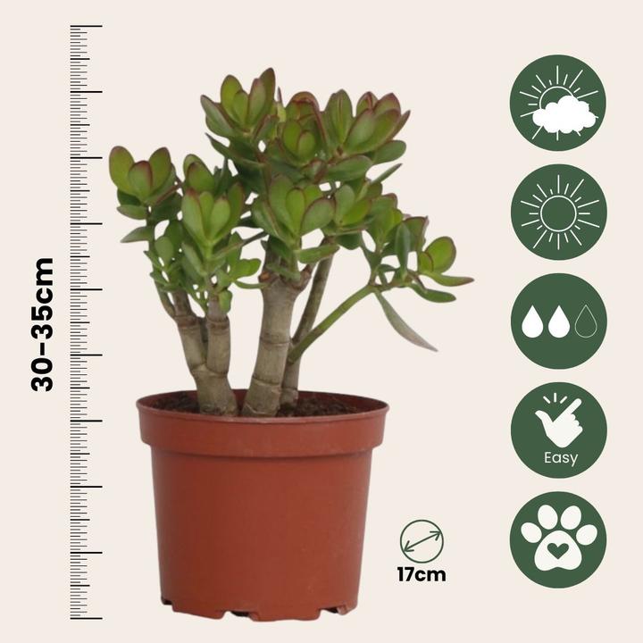 Image du produit Plant in a Box Crassula ovata Minor - Plante de jade (30 cm)