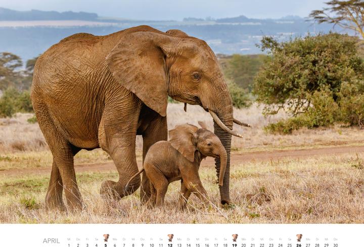 Produktbild Elefanten Kalender 2026