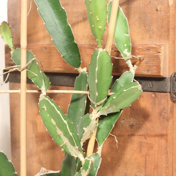Immagine prodotto Kakteen Gautschi Hylocereus undatus (60 cm)