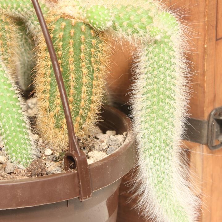 Produktbild Kakteen Gautschi Cleistocactus colademononis (25 cm)