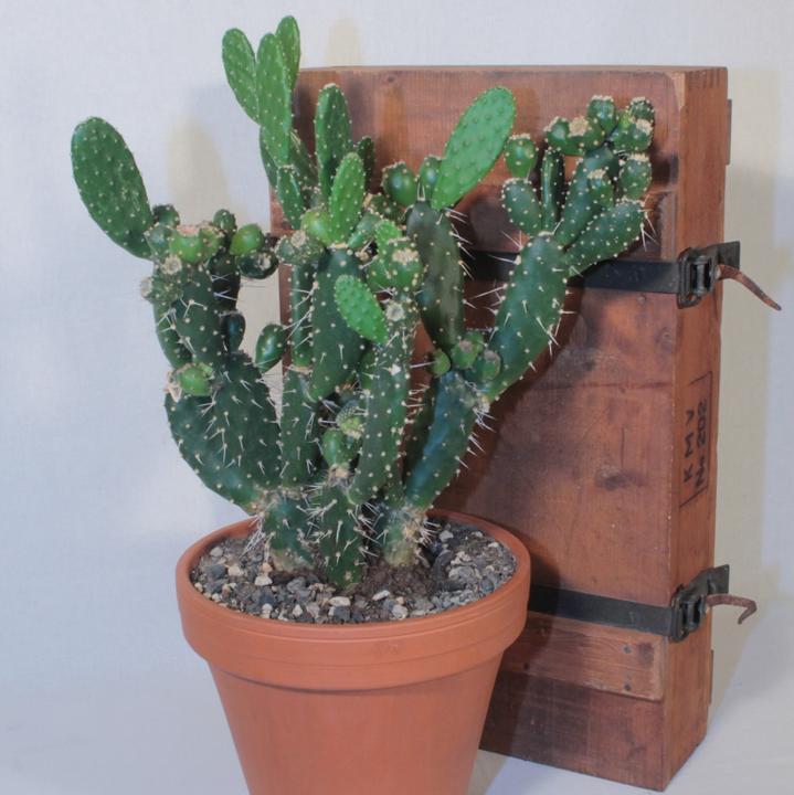 Kakteen Gautschi Opuntia quitensis (45 cm)