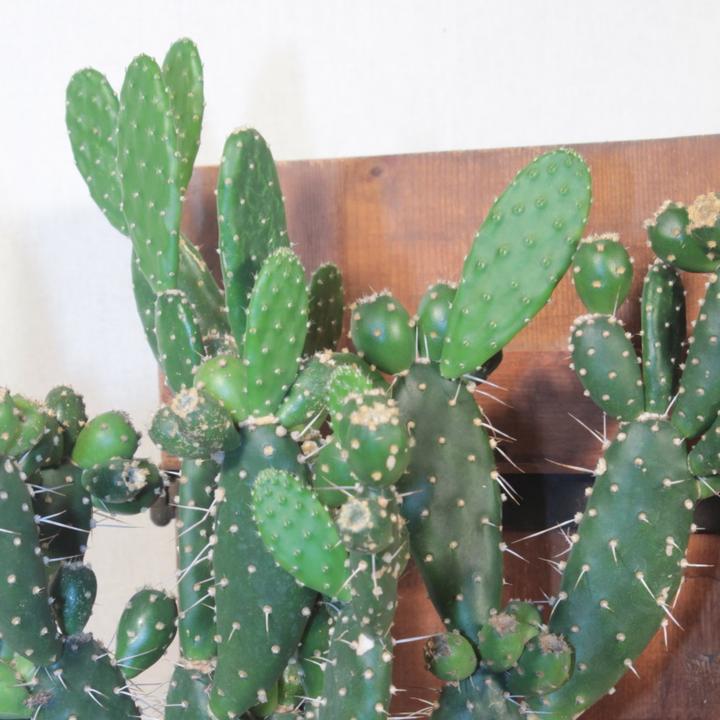 Produktbild Kakteen Gautschi Opuntia quitensis (45 cm)