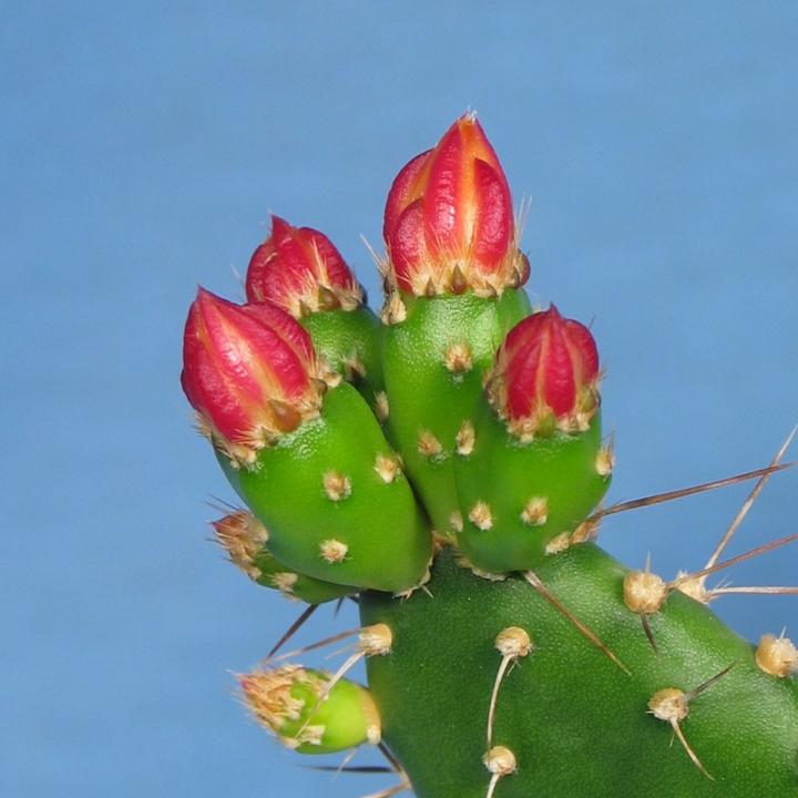 Produktbild Kakteen Gautschi Opuntia quitensis (45 cm)