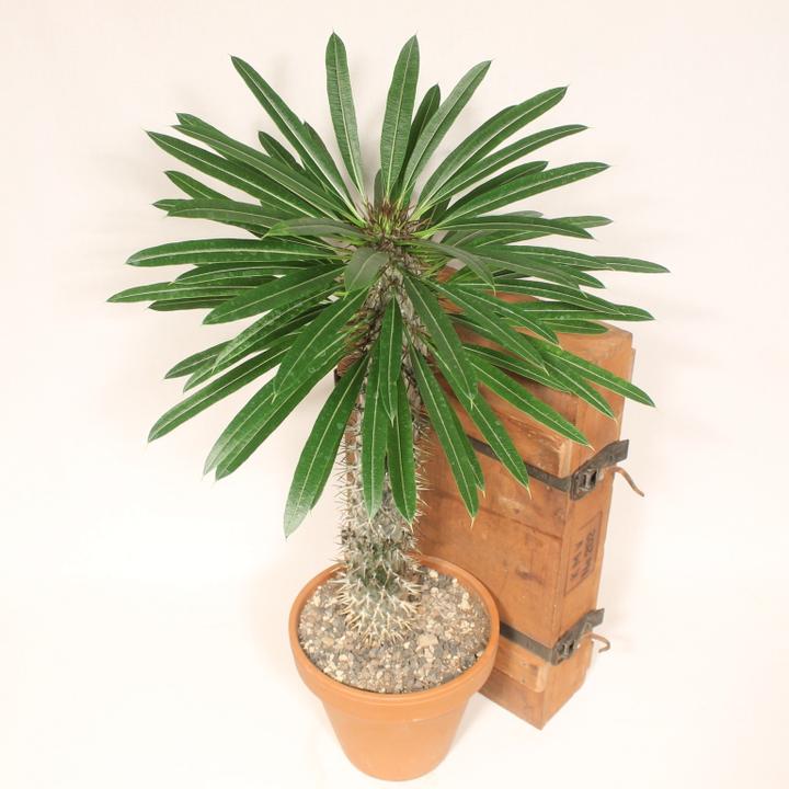 Immagine prodotto Kakteen Gautschi Pachypodium lameri (50 cm)