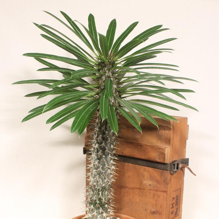 Immagine prodotto Kakteen Gautschi Pachypodium lameri (50 cm)
