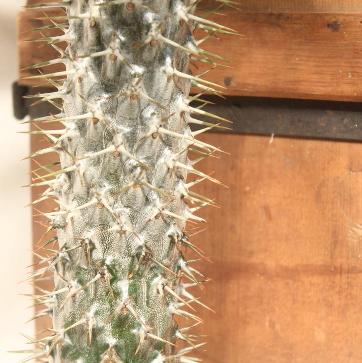 Immagine prodotto Kakteen Gautschi Pachypodium lameri (50 cm)