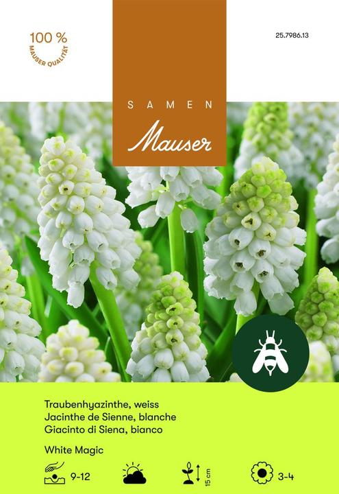 Produktbild Samen Mauser White Magic Traubenhyazinthe (Blumensamen)