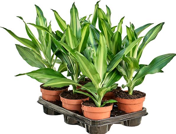 Immagine prodotto Mahaloplants Dracaena