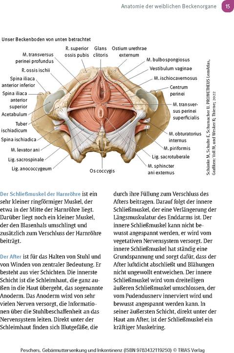 Produktbild Frauengesundheit: Gebärmuttersenkung und Inkontinenz (Deutsch, Ursula Peschers, 2024)