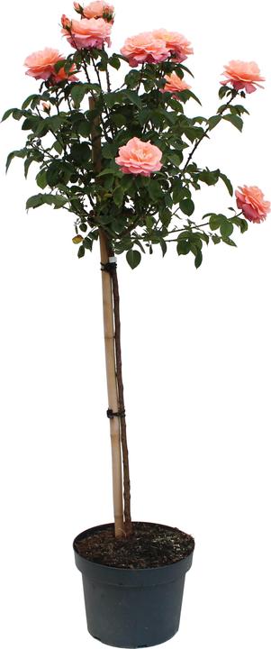 Immagine prodotto Zulauf Hochstammrose / Rosa (FL) 'Elizabeth of Glamis' (180 cm)