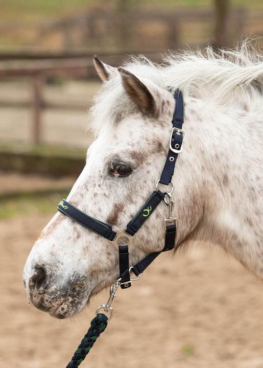 Immagine prodotto Harry's Horse Stout!