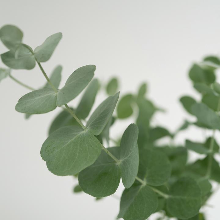Actual product image Plant in a Box Eucalyptus Pulverulenta - Set of 2 Silver-leaved Eucalyptus (25 cm)