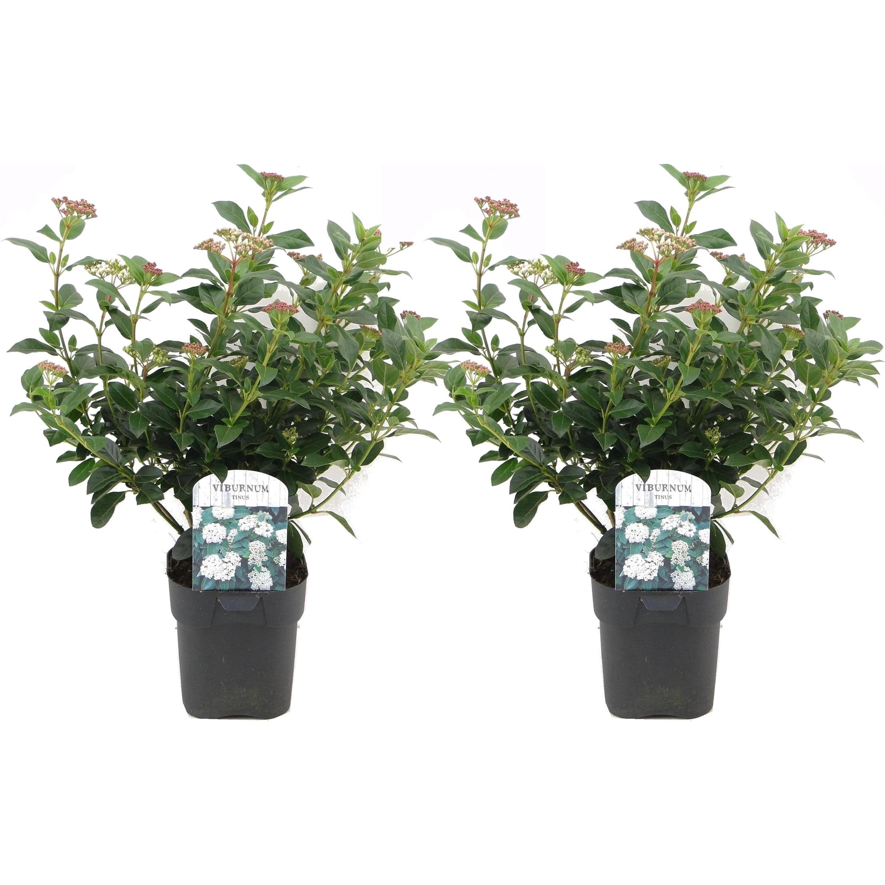 Plant in a Box, Pflanzen, Viburnum Tinus - 2er Set Schneeball (25 cm)