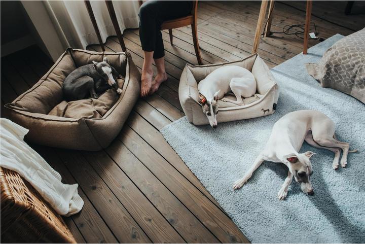 Actual product image Hunter Dog sofa Livingston woven fabric (Dog)