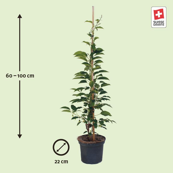 Actual product image Zulauf Beeren-Kiwi / Actinidia arguta 'Issai' (100 cm)