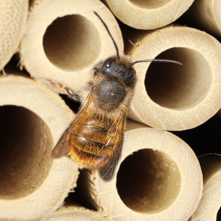 Actual product image Relaxdays Bee hotel (Wild bees, Digger wasps)