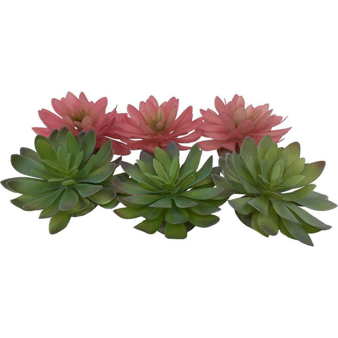 Comparer les prix de 6x EBI Terra Della Echeveria 2, Aménagement pour terrarium