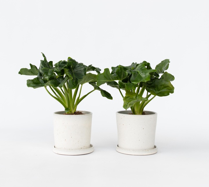 Produktbild Plant in a Box Philodendron bipinnatifidum 'Atom' - 2er Set Fiederspaltiger Baumfreund (30 cm)