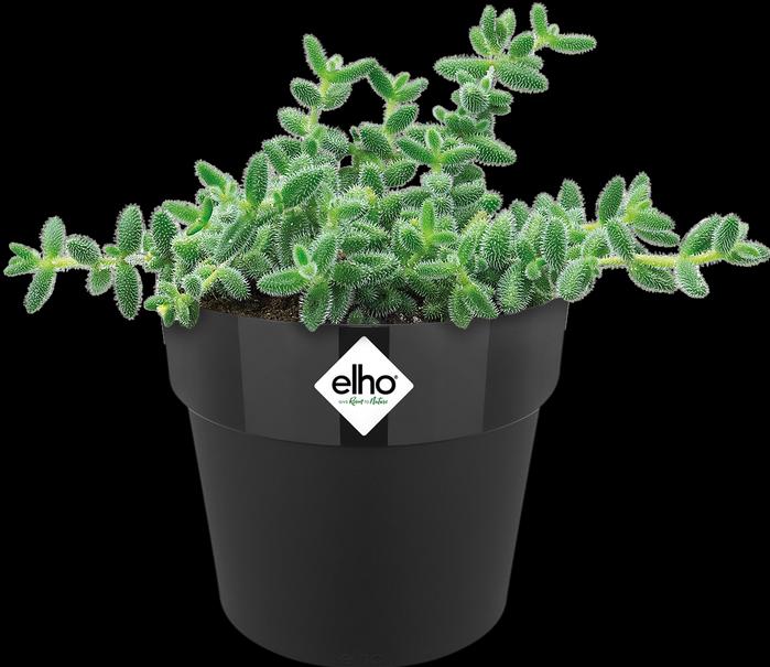 Produktbild Elho B.for Original Mini (12.50 cm)