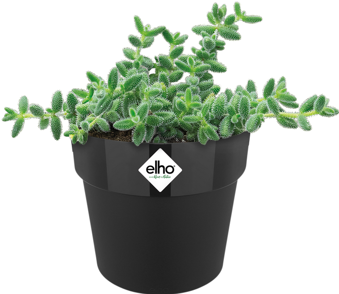 Actual product image Elho B.for Original Round Mini (12.50 cm)