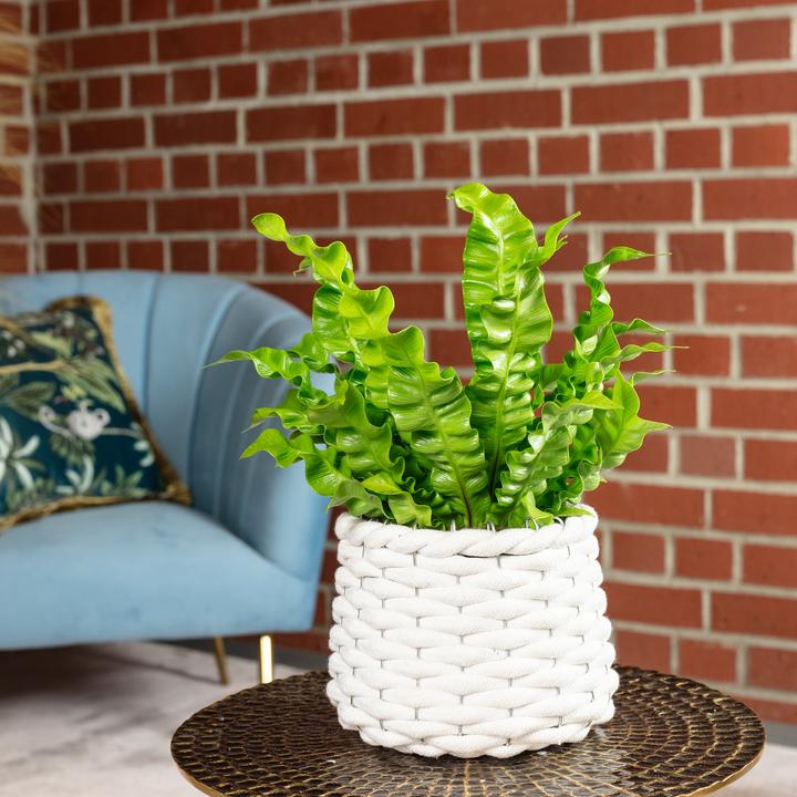 Produktbild Flowerbox Nestfarn - Asplenium nidus 'Crispy Wave' (25 cm)
