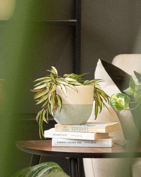 Actual product image feey Variado (15.50 cm)